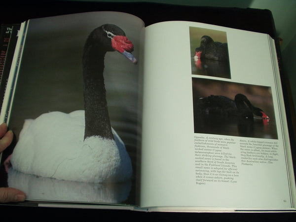 Audubon Book of Water Birds First edition by Line, Les (1998) Hardcover Line, Les - Wide World Maps & MORE!