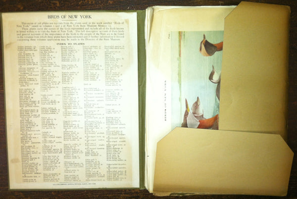 The University of New York State Museum - Birds of New York - Eaton 1925 [Unknown Binding] unknown author - Wide World Maps & MORE!