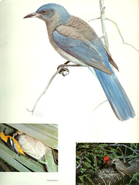 The Birds of Arizona Allan Phillips; Joe Marshall; Gale Monson; George Miksch Sutton and Eliot Porter - Wide World Maps & MORE!