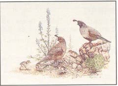 Gambel's Desert Quail Art Print - Wide World Maps & MORE!