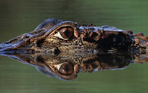 Frans Lanting. Eye to Eye - Wide World Maps & MORE!